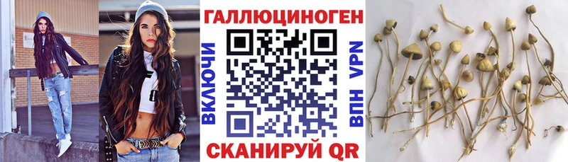 Псилоцибиновые грибы Psilocybine cubensis  Ахтубинск 